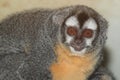 Southern Bolivian Night monkey Royalty Free Stock Photo