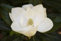 Detail of southern magnolia flower. Royalty Free Stock Photo