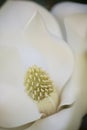 Detail of southern magnolia flower. Royalty Free Stock Photo