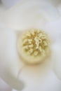 Detail of southern magnolia flower. Royalty Free Stock Photo
