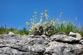 Sparse Weeds and Weathered Rocks, Croatia