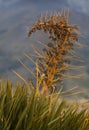 Detail of Speargrass