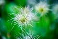 Detail of special kind of dandelion with a grasshopper