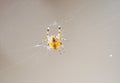 detail of spider inside a net Royalty Free Stock Photo