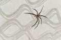 Spider missing one leg on cement wall after fighting