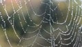 Spider net with water drps Royalty Free Stock Photo