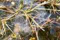 Detail of Spider Net with Morning Dew at the Countryside Background Royalty Free Stock Photo