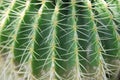 Detail of spiky cactus plant