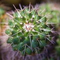 Detail of spiky cactus plant