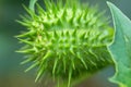 Detail of spiky seed capsule of hallucinogen plant Devil`s Trumpet Datura Stramonium, also called Jimsonweed.