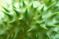 Detail of spiky seed capsule of hallucinogen plant Devil`s Trumpet Datura Stramonium, also called Jimsonweed.