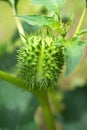 Detail of spiky seed capsule of hallucinogen plant Devil`s Trumpet Datura Stramonium, also called Jimsonweed.