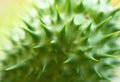 Detail of spiky seed capsule of hallucinogen plant Devil`s Trumpet Datura Stramonium, also called Jimsonweed. Royalty Free Stock Photo