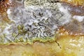 Detail of Spoiled Moldy cheese