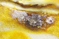 Detail of Spoiled Moldy cheese