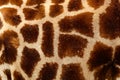 Detail of spotted fur coat of giraffe. Beautiful close-up detail from nature. Evening light Tshukudu near Kruger NP, South Africa.