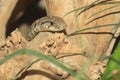 Spotted whip snake