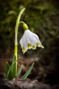 Detail of spring snowflake flower