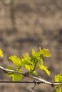 detail of spring vine branch, Southern Moravia, Czech Republic