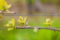 detail of spring vine, Southern Moravia, Czech Republic