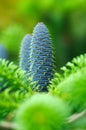 Detail of spruce cone Royalty Free Stock Photo
