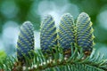 Detail of spruce cone Royalty Free Stock Photo