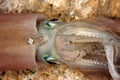 Detail of a squids head Royalty Free Stock Photo