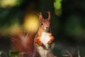 Detail squirrel in wild nature with blur backroud Royalty Free Stock Photo