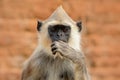 Detail of Sri Lanka monkey. Common Langur, Semnopithecus entellus, detail portrait of monkey, nature habitat, Sri Lanka. Close-up