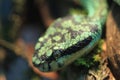 Sri Lankan pit viper