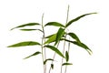 Detail of stalks and leaves of young seedlings of Moso bamboo Phyllostachys edulis