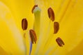 Detail of the stamens of a yellow asian lily flower Royalty Free Stock Photo