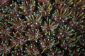 Star Coral Polyp Detail in Indonesia Royalty Free Stock Photo