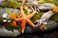 detail of starfish arms intertwined with tide pool flora