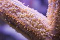 Detail starfish tentacle