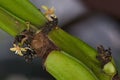 Detail of stem of plant.