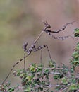Stick insect on some branches