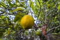 Detail of the still unripe fruits of the Sicilian lemon (Citrus limon)