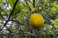 Detail of the still unripe fruits of the Sicilian lemon (Citrus limon)