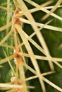 Detail of stings of cactus.