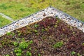 Detail of stones on extensive green living roof vegetation covered Royalty Free Stock Photo