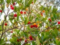 Detail of strawberry tree fruits Arbutus unedo with blurred background
