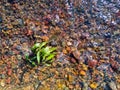 Detail from a stream, a plant growing on a gravelly bottom and shallow water flowing around it, during a sunny summer day Royalty Free Stock Photo