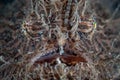 Detail of Striated Frogfish in Lembeh Strait Royalty Free Stock Photo