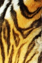 Detail on stripped tiger fur