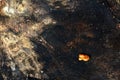 Detail of stump with fungus Royalty Free Stock Photo