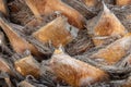 Detail of a palm tree on Lanzarote island, Canary Islands