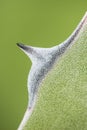 Detail of succulent plant Agave tip of leaf