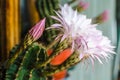 Detail of succulent plant flowers