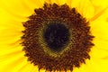 Detail of the sunflower Royalty Free Stock Photo